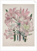 Belladonna Lily: Amaryllis belladonna by Jane Loudon