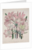 Belladonna Lily: Amaryllis belladonna by Jane Loudon