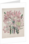 Belladonna Lily: Amaryllis belladonna by Jane Loudon