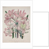 Belladonna Lily: Amaryllis belladonna by Jane Loudon