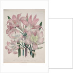 Belladonna Lily: Amaryllis belladonna by Jane Loudon
