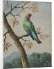 Bird Study by George Edwards