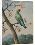Bird Study by George Edwards