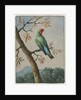 Bird Study by George Edwards