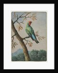 Bird Study by George Edwards