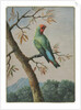 Bird Study by George Edwards