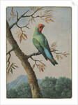 Bird Study by George Edwards