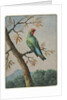 Bird Study by George Edwards