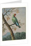 Bird Study by George Edwards