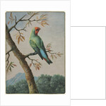 Bird Study by George Edwards