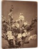 Bouquet, c. 1855 by Adolphe Braun