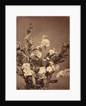 Bouquet, c. 1855 by Adolphe Braun