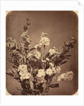 Bouquet, c. 1855 by Adolphe Braun