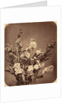 Bouquet, c. 1855 by Adolphe Braun