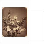 Bouquet, c. 1855 by Adolphe Braun