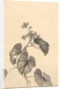 Branch of Begonia in Bloom by Kono Bairei