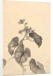 Branch of Begonia in Bloom by Kono Bairei