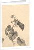 Branch of Begonia in Bloom by Kono Bairei
