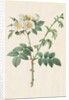 Brier Bush Rose or Dog Rose, 1817-1824 by Henry Joseph Redouté
