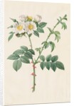 Brier Bush Rose or Dog Rose, 1817-1824 by Henry Joseph Redouté