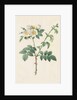 Brier Bush Rose or Dog Rose, 1817-1824 by Henry Joseph Redouté