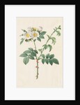 Brier Bush Rose or Dog Rose, 1817-1824 by Henry Joseph Redouté