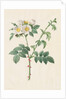 Brier Bush Rose or Dog Rose, 1817-1824 by Henry Joseph Redouté