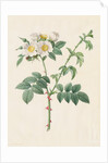 Brier Bush Rose or Dog Rose, 1817-1824 by Henry Joseph Redouté