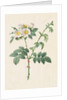 Brier Bush Rose or Dog Rose, 1817-1824 by Henry Joseph Redouté