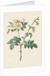 Brier Bush Rose or Dog Rose, 1817-1824 by Henry Joseph Redouté