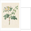 Brier Bush Rose or Dog Rose, 1817-1824 by Henry Joseph Redouté