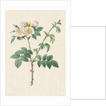 Brier Bush Rose or Dog Rose, 1817-1824 by Henry Joseph Redouté