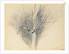 Budding Sycamore, c. 1876 by John Ruskin