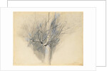 Budding Sycamore, c. 1876 by John Ruskin