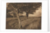 Camera Work: Beyond, 1905 by A. Horsley Hinton