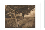 Camera Work: Beyond, 1905 by A. Horsley Hinton