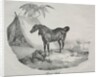 Cheval Arabe by Théodore Géricault