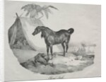 Cheval Arabe by Théodore Géricault