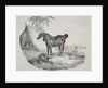 Cheval Arabe by Théodore Géricault