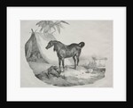 Cheval Arabe by Théodore Géricault