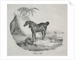 Cheval Arabe by Théodore Géricault