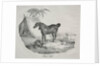 Cheval Arabe by Théodore Géricault