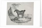 Cheval Arabe by Théodore Géricault
