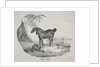 Cheval Arabe by Théodore Géricault