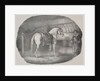 Cheval dHanovre by Théodore Géricault