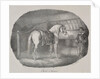 Cheval dHanovre by Théodore Géricault