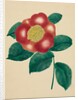 Chinese Flower by Mary Altha Nims