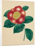 Chinese Flower by Mary Altha Nims