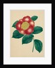 Chinese Flower by Mary Altha Nims