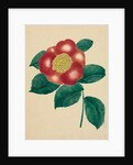 Chinese Flower by Mary Altha Nims